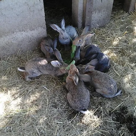 Farm stay Kmetija Medljan Izola